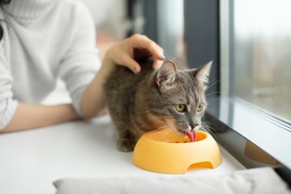 Tips dalam Memilih Makanan Kucing dengan Pencernaan Sensitif